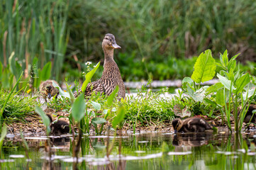 Female mallard with duckling standing in wet grass beside reeds in UK