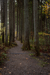 滝川渓谷の秋の登山道