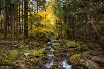 Obraz premium 晩秋の滝川渓谷の流れと紅葉