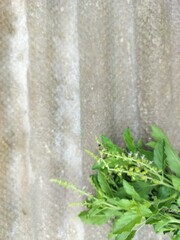 Fresh Pad Kra Pao (holy basil) leaves on rustic asbestos surface, perfect for culinary, herbal wellness, and farm-to-table branding campaigns. Ideal for healthy recipe promotions, organic product