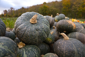 Tetsukabuto, a hybrid Japanese winter squash, harvested at the farm. A harvest of dark green pumpkins, ready for sale. Freshly picked pumpkin for cooking seasonal fall dishes or decoration.