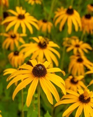 Black-eyed susan flowers blooming in summer meadow