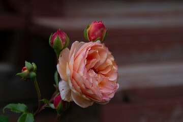 Beautiful pink rose with buds on a blurred background