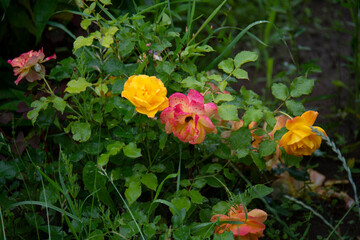 Bright pink and yellow roses against a background of green leaves in the garden in summer