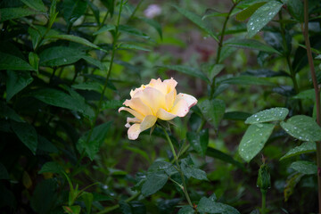 Beautiful yellow-pink rose on a background of green leaves