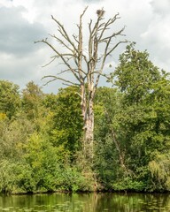 Dead tree standing tall with bird nest by the lake in summer