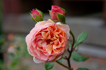 Beautiful pink double rose with buds close-up