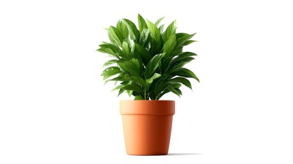 Obraz premium Lush Green Houseplant in Orange Pot Isolated on White Background