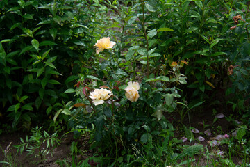 Beautiful blooming bush of yellow roses in the garden in summer