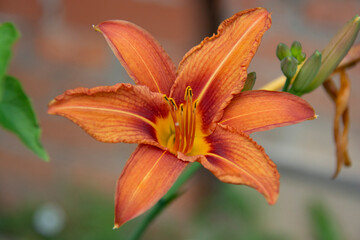 Orange lily close up on blurred background