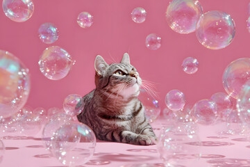 a cat sitting in a room full of bubbles