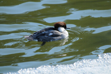 Smew at the zoo swimming by ice