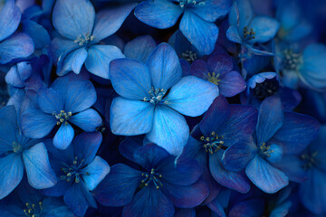 a close up of a bunch of blue flowers