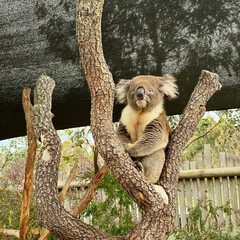 Cute Koala eating eucalyptus leaves