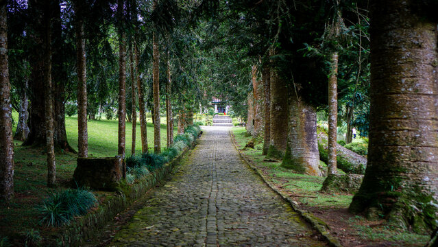 A straight cobblestone path lined with tall symmetrical trees, offering a serene forest ambiance with soft natural light. - Powered by Adobe