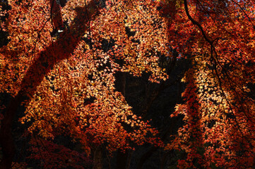 逆光に透けるもみじの葉群