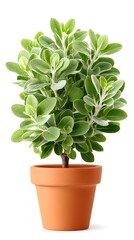 Fototapeta premium Lush Green Potted Plant with Vibrant Leaves in Simple Terra Pot