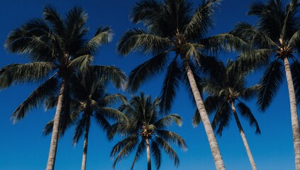 Obraz premium Stunning scene of towering coconut palms against a deep blue sky
