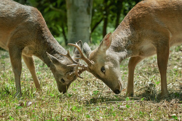 뿔싸움 하는 수컷 노루