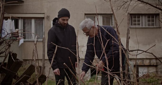A senior man and a younger man engage in garden work, collaboratively pruning grapevines.