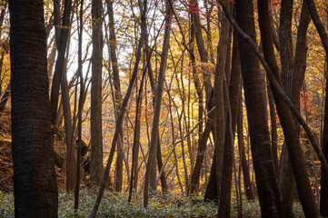 紅葉が美しい滝川渓谷の森