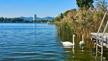 Schw&auml;ne am Ufer