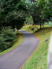 A curved paved pathway winding through a lush green forest with tall trees, mossy slopes, and natural scenery in a peaceful outdoor landscape.