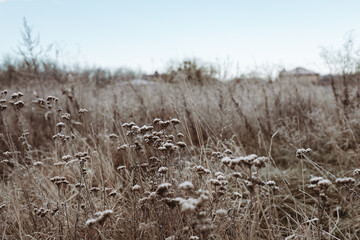 Fototapeta premium Dried wildflowers, plants, grasses in a field in soft, muted tones. The image captures the delicate beauty of dried wildflowers in a natural, serene setting. Autumnal rural landscape in a frosty day.