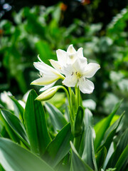 Beautiful white lily flower blooming amidst dense green foliage.