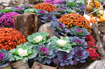 Purple and White Ornamental Cabbage in Cluj-Napoca Botanical Garden