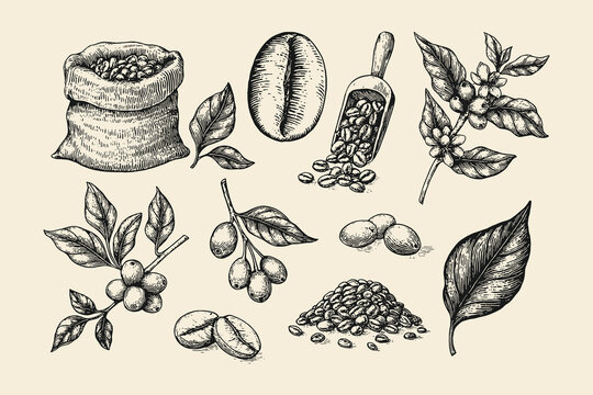 Vector collection of vintage monochrome illustrations showing coffee beans, leaves, berries, and plants, ideal for coffee packaging, cafe menus, and gourmet food design.