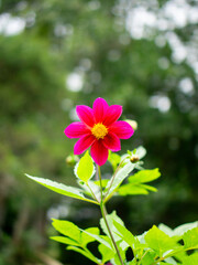 Close-up shot of a vibrant pink flower with yellow center, captured against a soft blurred green background in natural outdoor lighting.