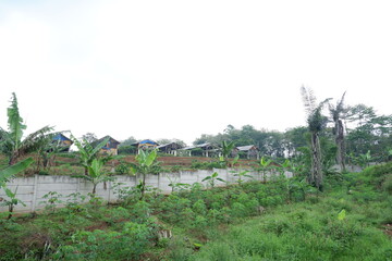 Tranquil Rural Scene with Village Huts, Banana Trees, and Lush Greenery Landscape