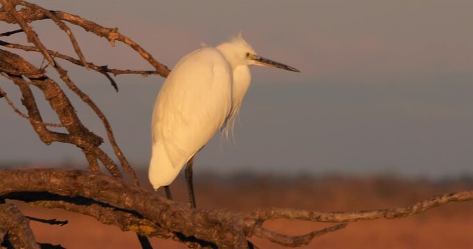 Little egret (Egretta garzetta), perched on a branche. The Camargue, France.