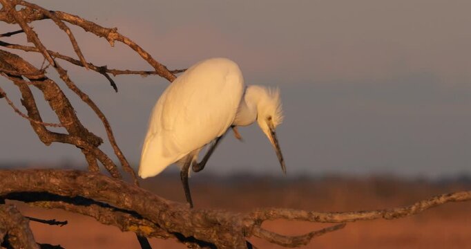Little egret (Egretta garzetta), perched on a branche. The Camargue, France.