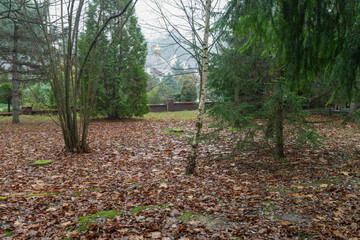 A cloudy autumn day in the forest with fallen leaves