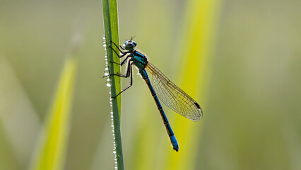 Macro close-up of a metallic blue dragonfly perched on a single green grass blade, nature concept.