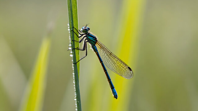 Macro close-up of a metallic blue dragonfly perched on a single green grass blade, nature concept.