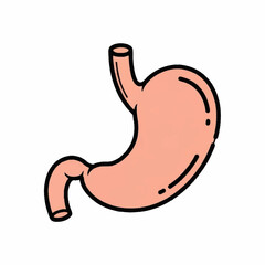 Illustration of a Human Stomach with Esophagus and Duodenum.