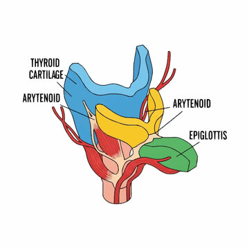 Anatomical Diagram of the Human Larynx with Labeled Cartilages.