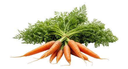 Freshly harvested carrots with vibrant green tops isolated on transparent background, showcasing the natural beauty and nutritional value of this root vegetable