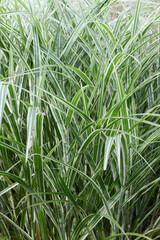 Chinaschilf,  Miscanthus sinensis, Cabaret