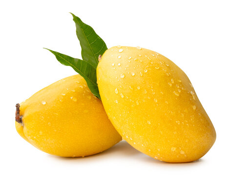 Two ripe yellow mango fruits with green leaves and water droplets in stack isolated on white background with clipping path