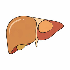 Anatomy of the human liver, a vital organ for detoxification and metabolism.