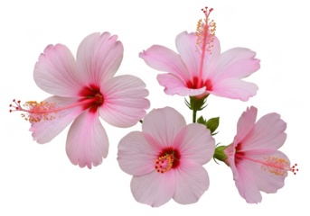 A delicate cluster of light pink hibiscus flowers with vibrant red centers, isolated on a transparent background
