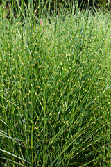 Chinaschilf,  Miscanthus sinensis, Strictus