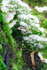  Moss on a tree in spring