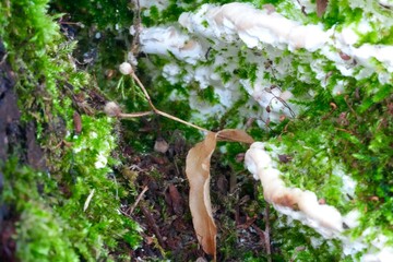 Moss on a tree in spring