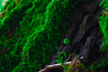 Moss on a tree in spring
