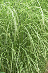 Chinaschilf, Miscanthus sinensis, Morning Light